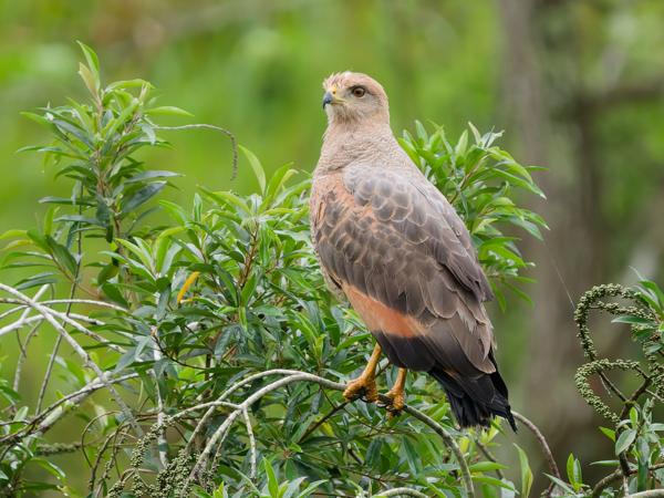 Savannebuizerd (Buteogallus meridionalis)